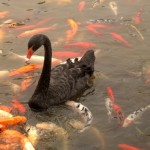 A Black Swan