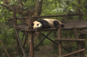 This panda's opportunity cost of work is very high. Too high to get him to do any of it.